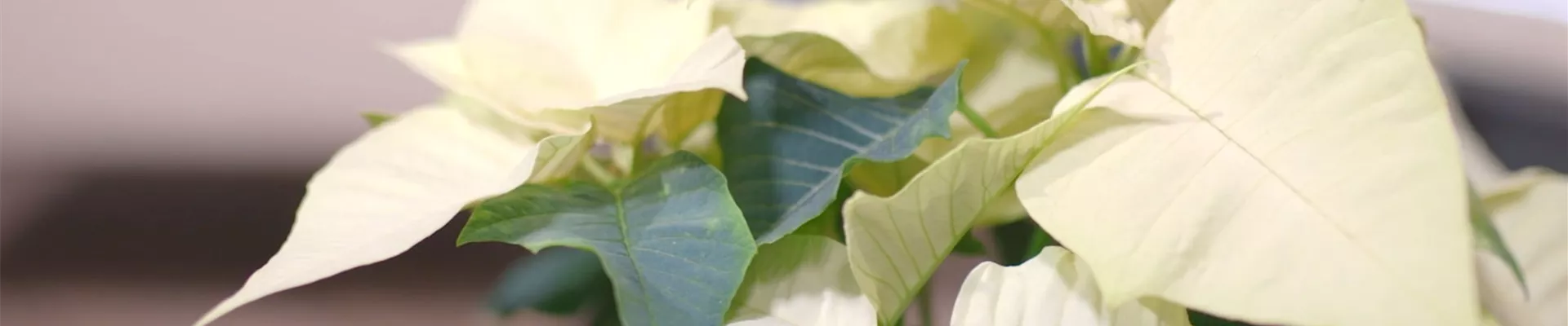 Ashampoo_Snap_Dienstag, 21. Juni 2022_11h37m51s_006_.jpg Ashampoo_Snap_Dienstag, 21. Juni 2022_11h37m51s_006_.jpg