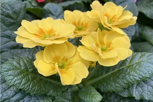 Frühligsfest im Gartencenter