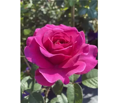 Workshop Rückschnitt und Überwinterung von Rosen
