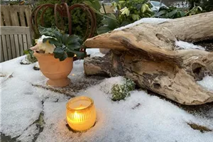 Lichterfest im Gartencenter heute bis 19 Uhr Lichterfest im Gartencenter heute bis 19 Uhr