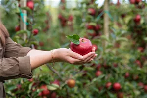 Workshop Sommerschnitt an Obstgehölzen von 9.00 bis 12.00 Uhr