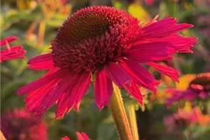 Herbstfest im Gartencenter