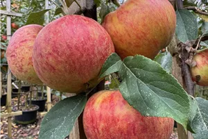 Workshop Obstbaumschnitt von 9.00 bis 12.00 Uhr ausgebucht