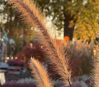 Workshop: Wildkräuterspaziergang und Haarkranz flechten zur Sommersonnenwende