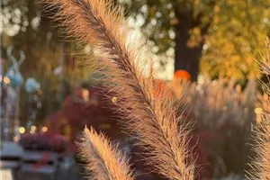 Wildkräuterspaziergang und Haarkranz flechten zur Sommersonnenwende von 14.00 bis 17.00 Uhr