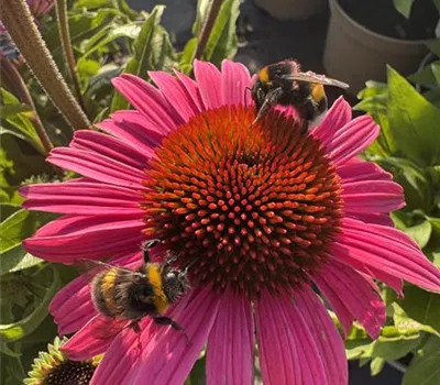 Workshop: Der klimaangepasste Garten