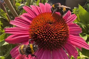 Workshop: Der klimaangepasste Garten von 10.00 bis 12.00 Uhr