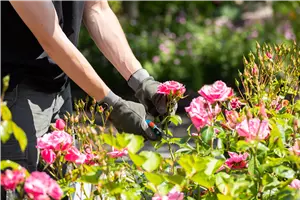 Workshop Rückschnitt und Überwinterung von Rosen