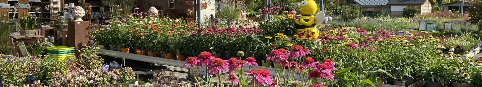 Bienenstauden.JPG