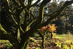 Workshop und Spaziergang: Die Heilkraft der Bäume von 14.00 bis 17.00 Uhr