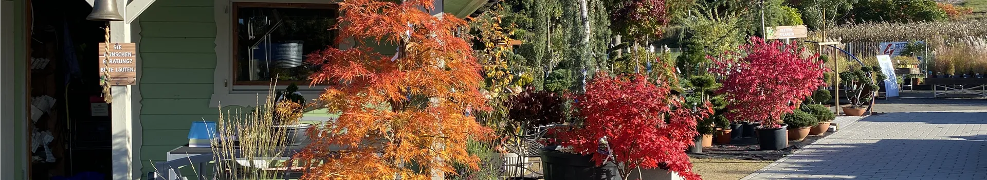 Herbstfarben im GArtencenter.JPG