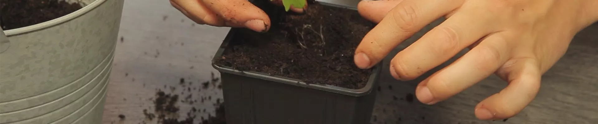 Tomaten - Umtopfen der Anzucht (thumbnail).jpg Tomaten - Umtopfen der Anzucht (thumbnail).jpg