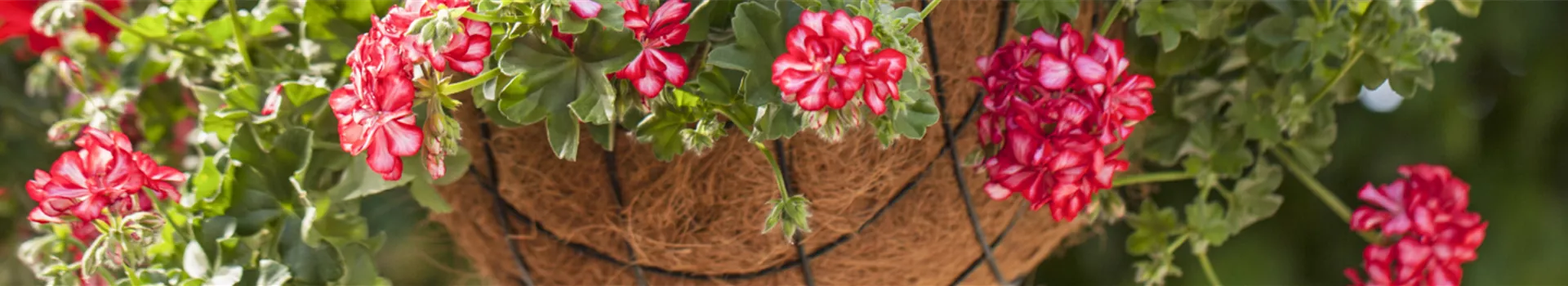 Beet_&_Balkon_Header.jpg Beet_&_Balkon_Header.jpg