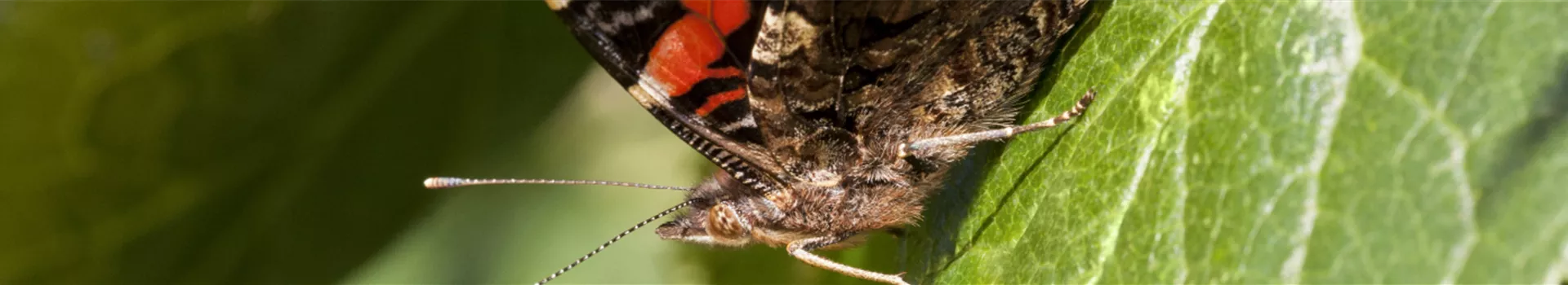 Pflanzenschutzmittel_Header.jpg Pflanzenschutzmittel_Header.jpg