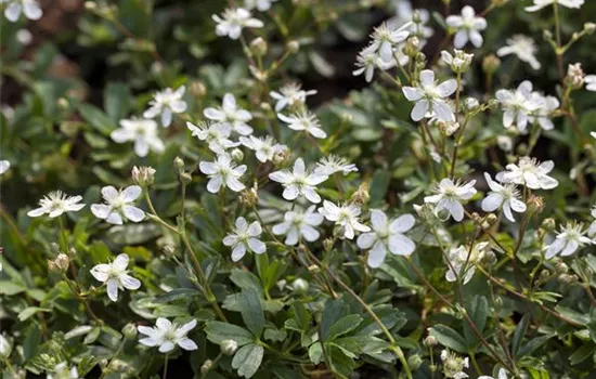 Potentilla tridentata 'Nuuk' Potentilla tridentata 'Nuuk'