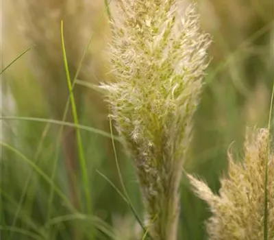Cortaderia selloana 'Pumila' Cortaderia selloana 'Pumila'