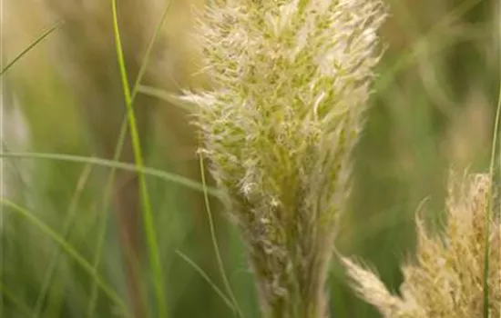 Cortaderia selloana 'Pumila' Cortaderia selloana 'Pumila'