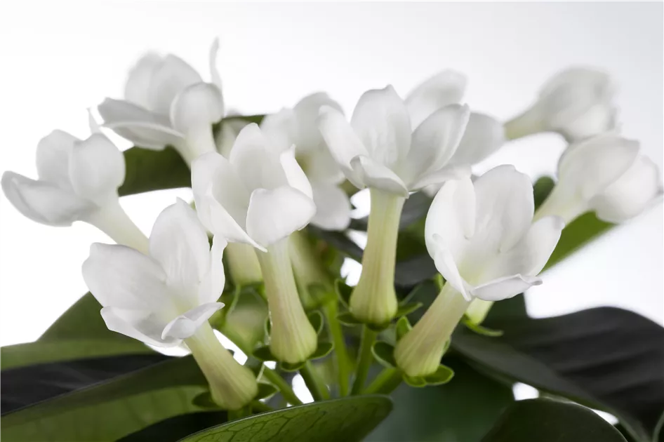 Stephanotis floribunda