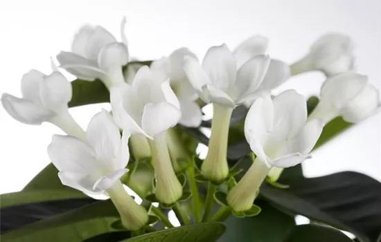 Stephanotis floribunda Stephanotis floribunda