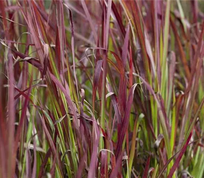 Imperata cylindrica 'Red Baron' Imperata cylindrica 'Red Baron'