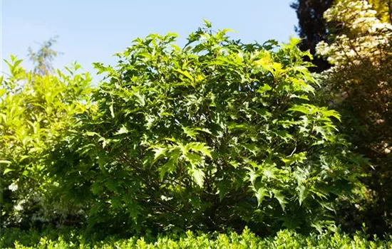 Quercus palustris 'Green Dwarf' Quercus palustris 'Green Dwarf'