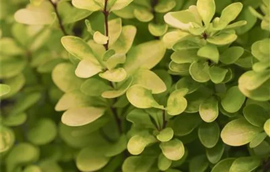 Berberis thunbergii 'Golden Rocket' Berberis thunbergii 'Golden Rocket'