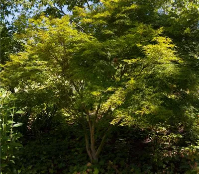 Acer palmatum 'Seiryu' Acer palmatum 'Seiryu'