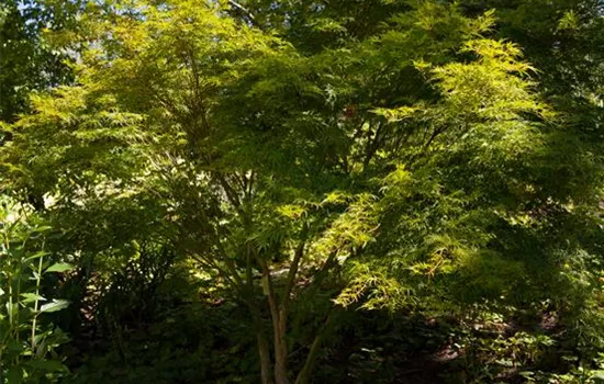 Acer palmatum 'Seiryu' Acer palmatum 'Seiryu'