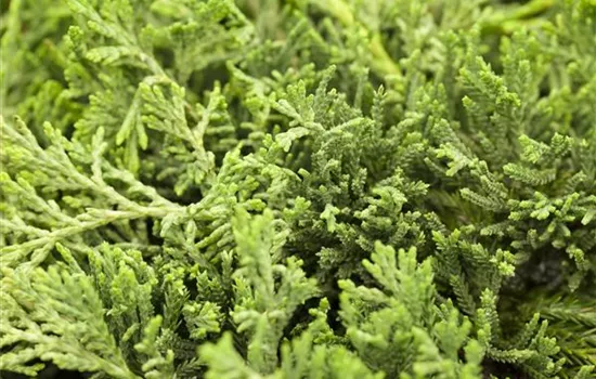 Juniperus horizontalis 'Glauca' Juniperus horizontalis 'Glauca'