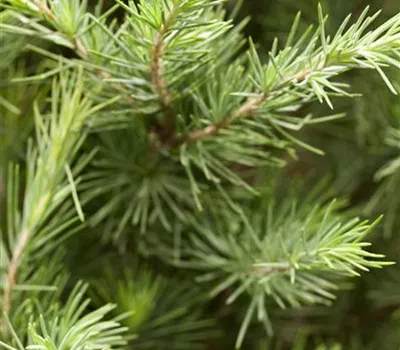 Cedrus deodara Cedrus deodara