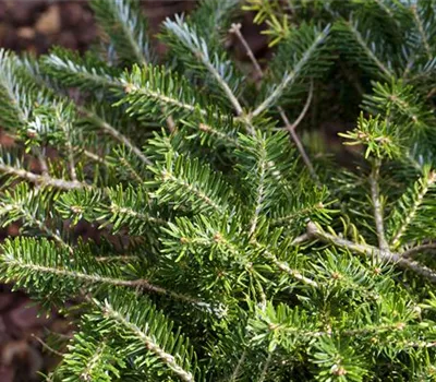Abies balsamea 'Piccolo' Abies balsamea 'Piccolo'