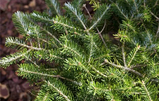 Abies balsamea 'Piccolo' Abies balsamea 'Piccolo'