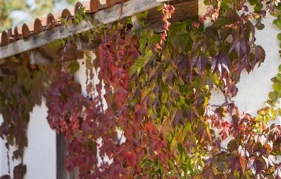 Parthenocissus quinquefolia Parthenocissus quinquefolia