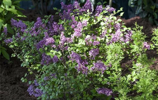 Syringa meyeri 'Palibin' Syringa meyeri 'Palibin'