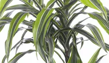 Dracaena fragrans 'Lemon Lime'
