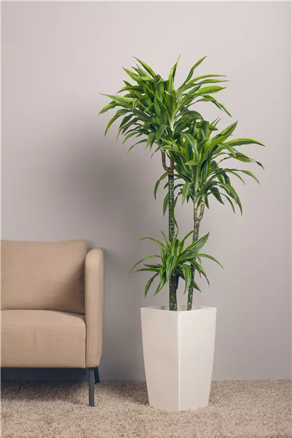 calathea oppenheimiana care Ctenanthe Oppenheimer | Prayer plant | 6" Pot | Pet Friendly Houseplant
