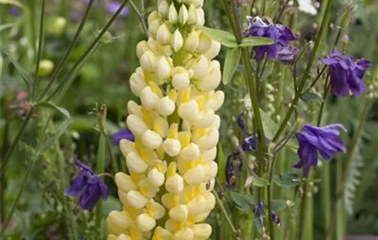 Lupinus polyphyllus, gelb Lupinus polyphyllus, gelb
