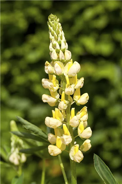 Lupinus polyphyllus, gelb