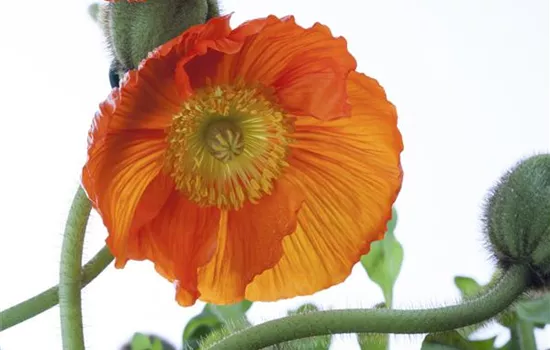 Papaver nudicaule, orange Papaver nudicaule, orange