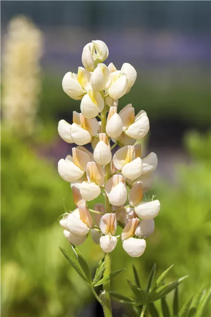 Lupinus polyphyllus, gelb
