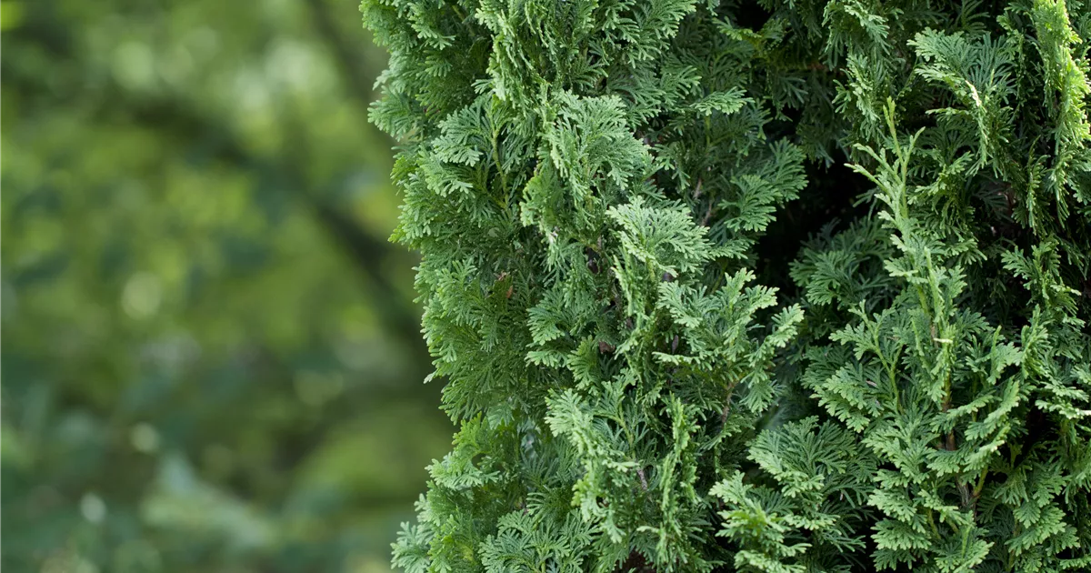 Thuja occidentalis 'Degroots Spire'