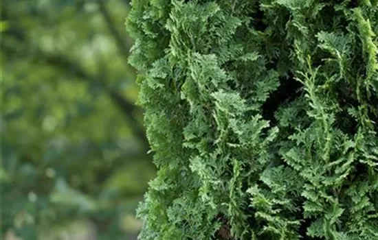 Thuja occidentalis 'Degroot´s Spire' Thuja occidentalis 'Degroot´s Spire'