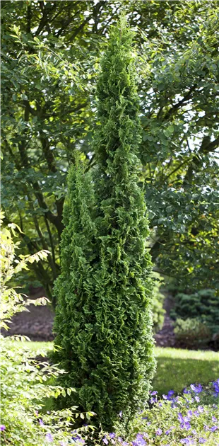 Thuja occidentalis 'Degroots Spire'