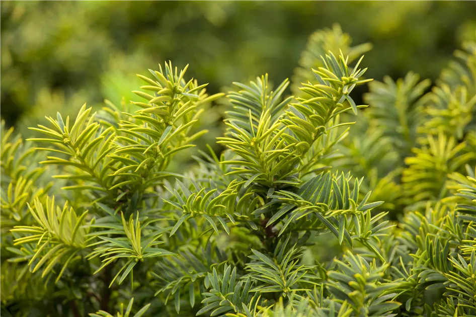 Taxus baccata 'Summergold'