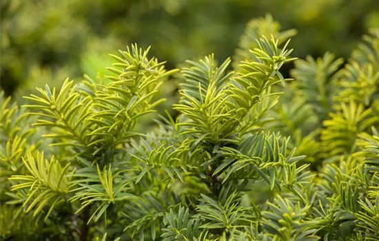 Taxus baccata 'Summergold' Taxus baccata 'Summergold'