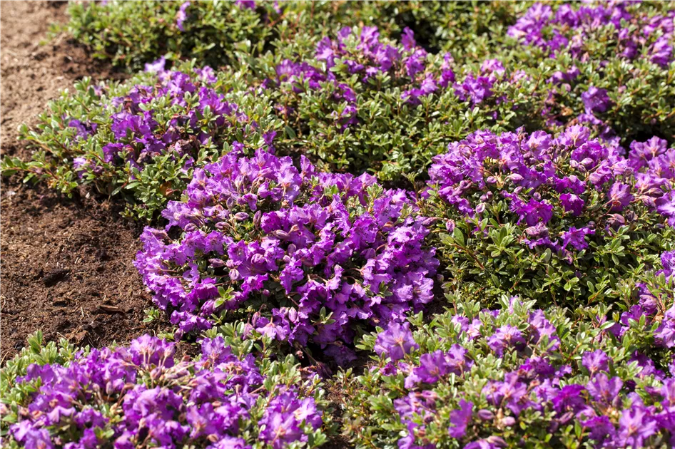 Rhododendron