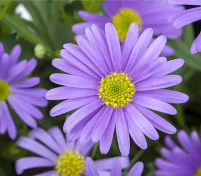 Brachyscome Brachyscome