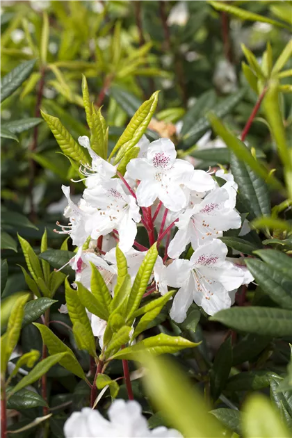 Rhododendron