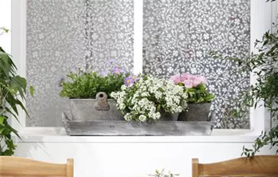 Campanula medium, rosa Campanula medium, rosa