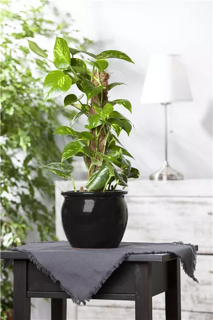 Epipremnum aureum